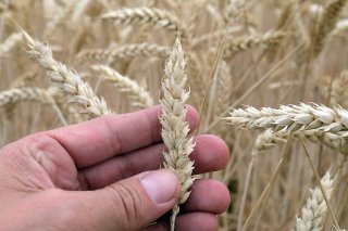L'arrêt de l'accord impactera principalement les céréales fourragères en Suisse (image prétexte).